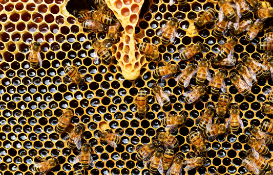 The Importance of Honey in Our Diets